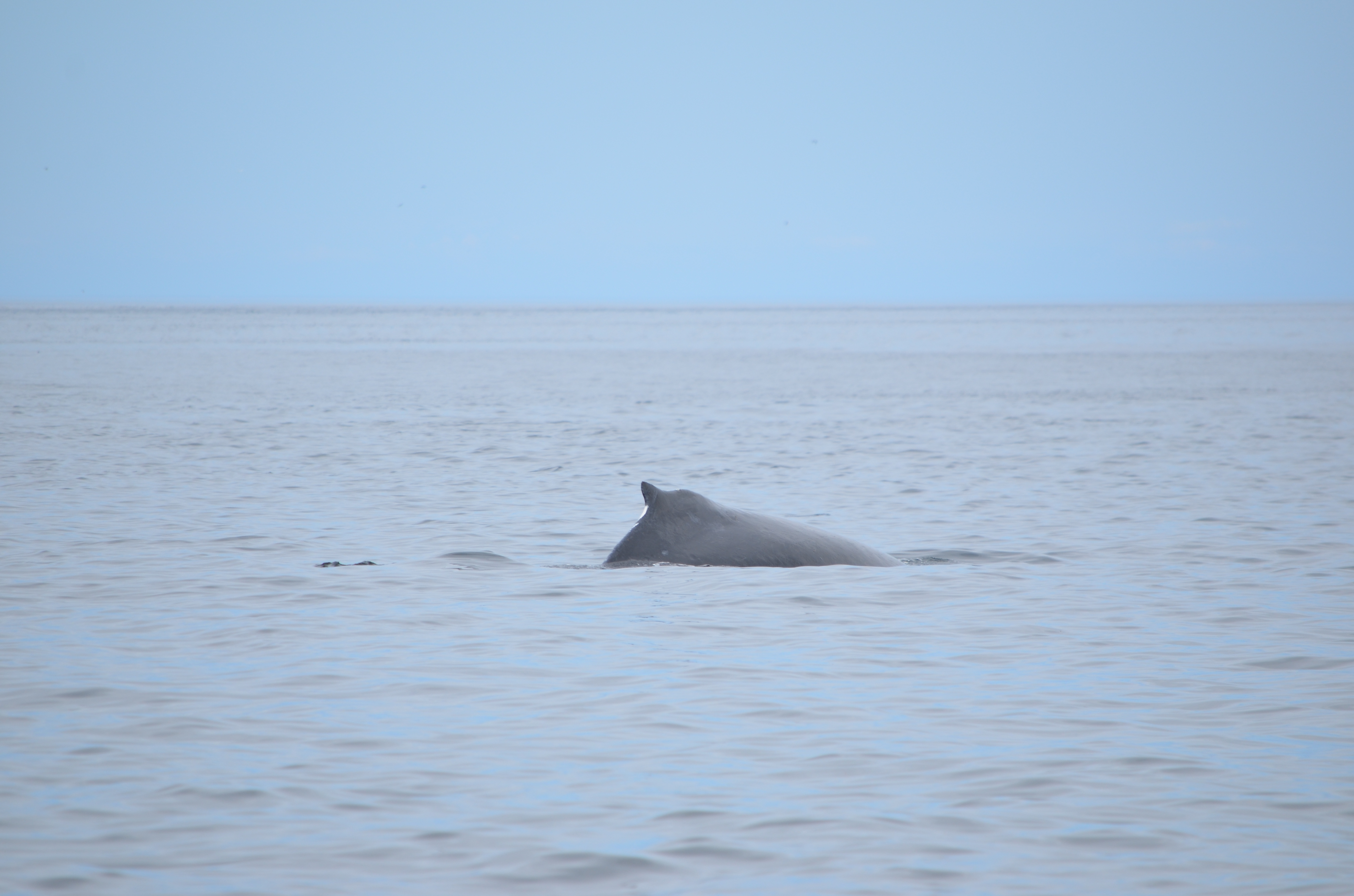 photos/wildlife/Mammal_Species/Humpback Whale/DSC_0190.JPG